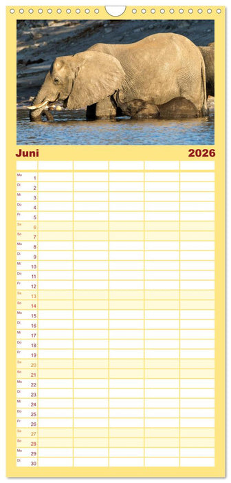 Afrikas Tierwelt: Elefantenbabys (CALVENDO Familienplaner 2026)