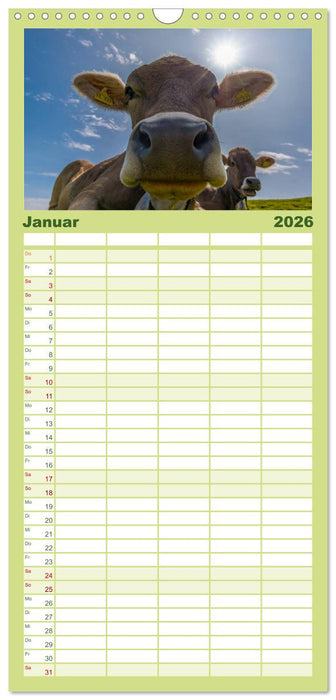 Allgäuer Schönheiten Allgäu - Land der Kühe (CALVENDO Familienplaner 2026)