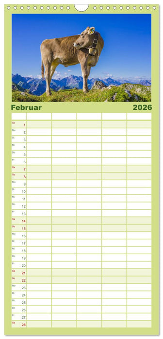 Allgäuer Schönheiten Allgäu - Land der Kühe (CALVENDO Familienplaner 2026)