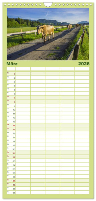 Allgäuer Schönheiten Allgäu - Land der Kühe (CALVENDO Familienplaner 2026)