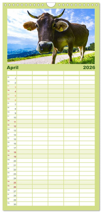 Allgäuer Schönheiten Allgäu - Land der Kühe (CALVENDO Familienplaner 2026)