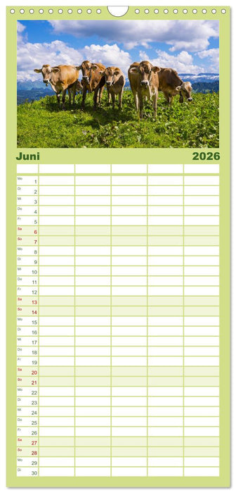 Allgäuer Schönheiten Allgäu - Land der Kühe (CALVENDO Familienplaner 2026)