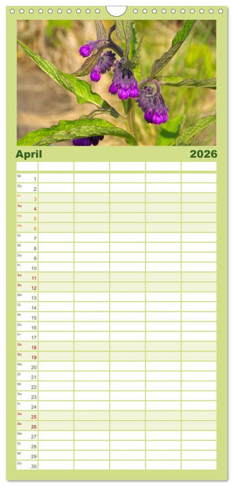 Arzneipflanzen (CALVENDO Familienplaner 2026)