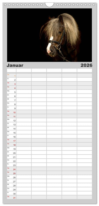 Faszination und Vielfalt - Schwarzwälder Kaltblut (CALVENDO Familienplaner 2026)