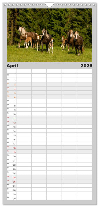 Faszination und Vielfalt - Schwarzwälder Kaltblut (CALVENDO Familienplaner 2026)