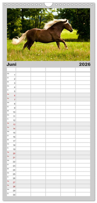 Faszination und Vielfalt - Schwarzwälder Kaltblut (CALVENDO Familienplaner 2026)
