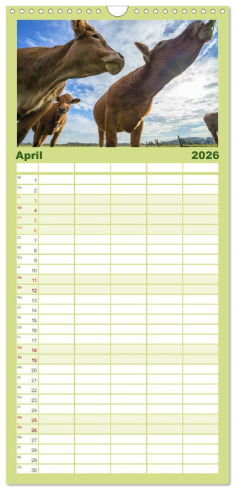 Kuhckst du? (CALVENDO Familienplaner 2026)