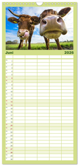 Kuhckst du? (CALVENDO Familienplaner 2026)