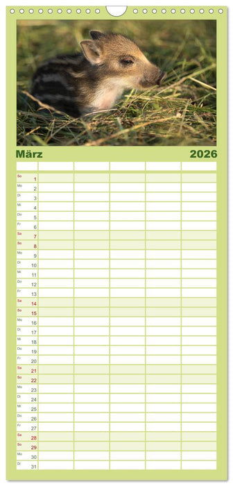 Kleine Schweinereien (CALVENDO Familienplaner 2026)