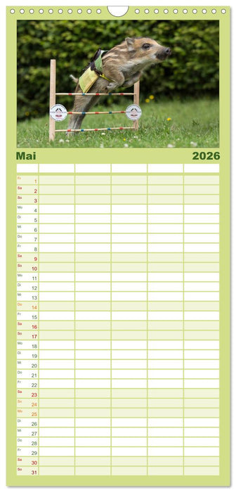 Kleine Schweinereien (CALVENDO Familienplaner 2026)
