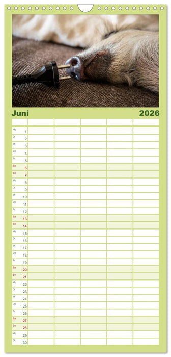 Kleine Schweinereien (CALVENDO Familienplaner 2026)