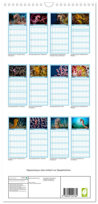 Hippocampus oder einfach nur Seepferdchen (CALVENDO Familienplaner 2026)