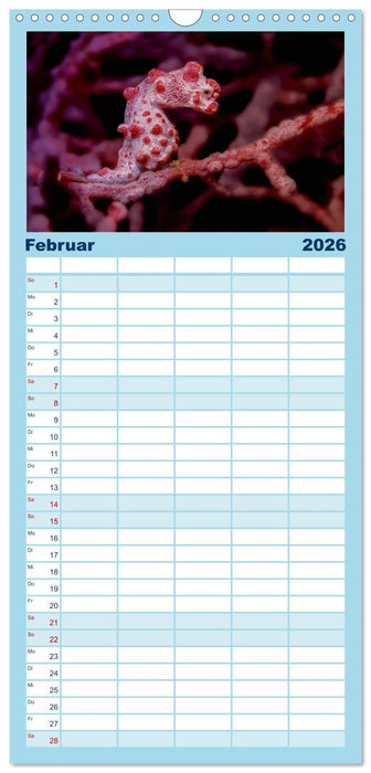 Hippocampus oder einfach nur Seepferdchen (CALVENDO Familienplaner 2026)