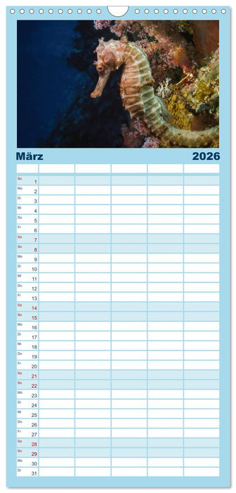 Hippocampus oder einfach nur Seepferdchen (CALVENDO Familienplaner 2026)