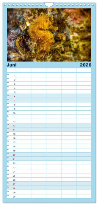 Hippocampus oder einfach nur Seepferdchen (CALVENDO Familienplaner 2026)