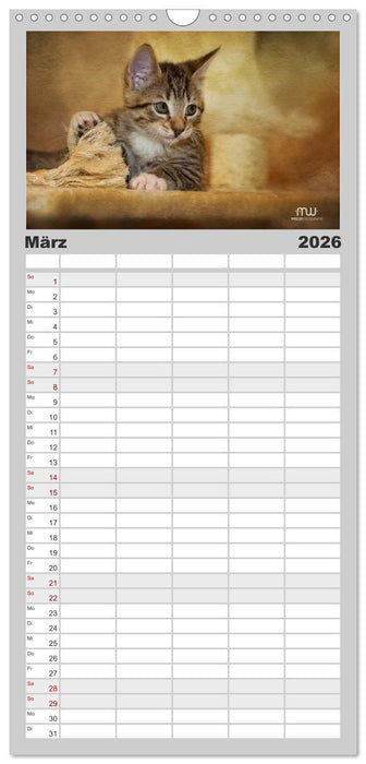 Zauberhafte Kätzchen (CALVENDO Familienplaner 2026)