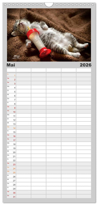 Zauberhafte Kätzchen (CALVENDO Familienplaner 2026)