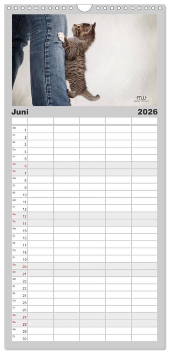 Zauberhafte Kätzchen (CALVENDO Familienplaner 2026)