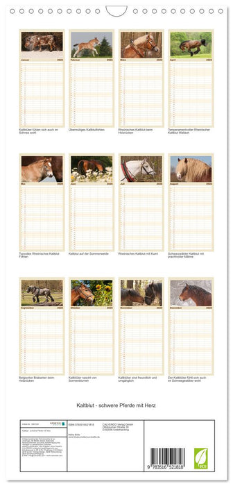 Kaltblut - schwere Pferde mit Herz (CALVENDO Familienplaner 2026)