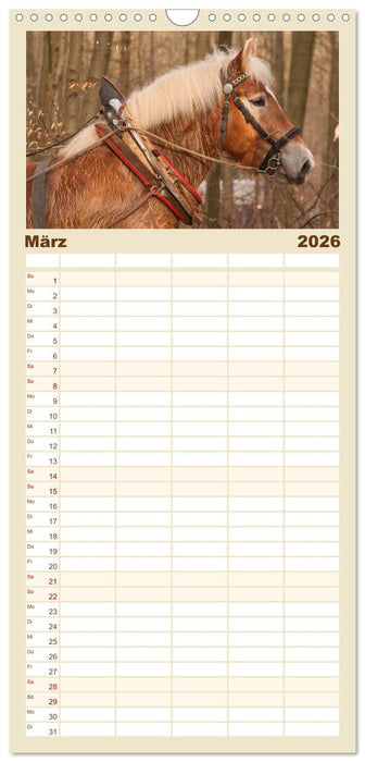 Kaltblut - schwere Pferde mit Herz (CALVENDO Familienplaner 2026)