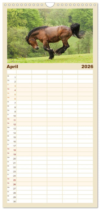 Kaltblut - schwere Pferde mit Herz (CALVENDO Familienplaner 2026)