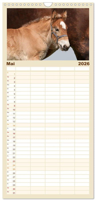 Kaltblut - schwere Pferde mit Herz (CALVENDO Familienplaner 2026)