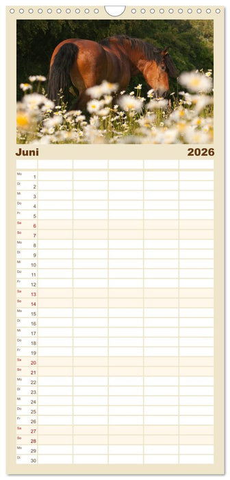 Kaltblut - schwere Pferde mit Herz (CALVENDO Familienplaner 2026)