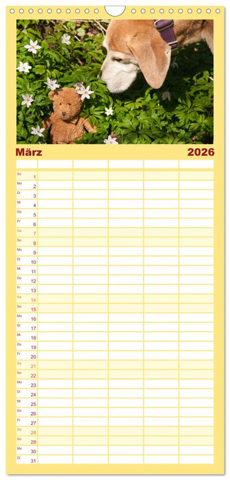 Liebenswerte Freunde - Hunde mit Teddys (CALVENDO Familienplaner 2026)