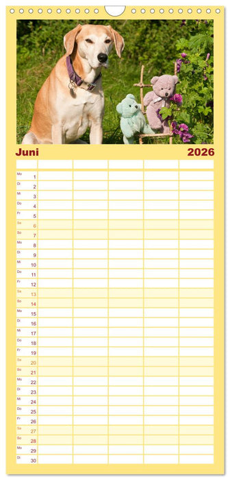 Liebenswerte Freunde - Hunde mit Teddys (CALVENDO Familienplaner 2026)