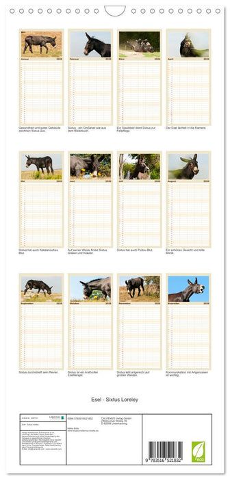 Esel - Sixtus Loreley (CALVENDO Familienplaner 2026)
