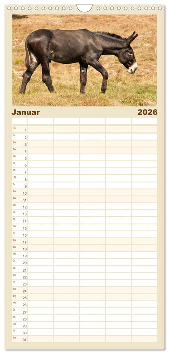 Esel - Sixtus Loreley (CALVENDO Familienplaner 2026)