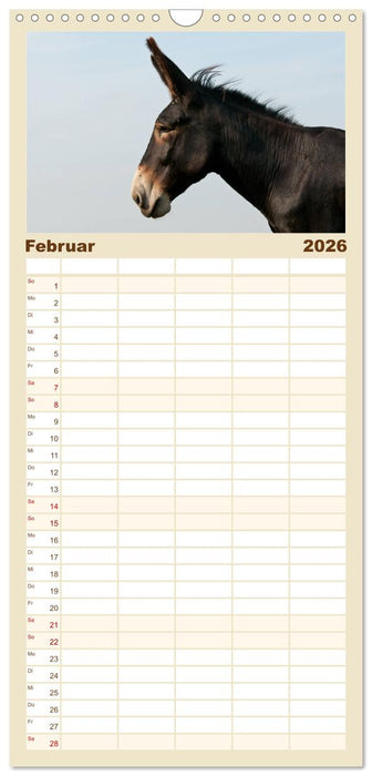 Esel - Sixtus Loreley (CALVENDO Familienplaner 2026)