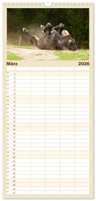 Esel - Sixtus Loreley (CALVENDO Familienplaner 2026)