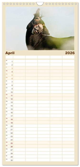 Esel - Sixtus Loreley (CALVENDO Familienplaner 2026)