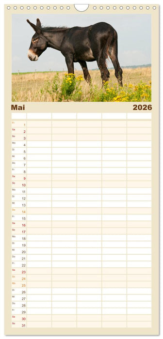 Esel - Sixtus Loreley (CALVENDO Familienplaner 2026)