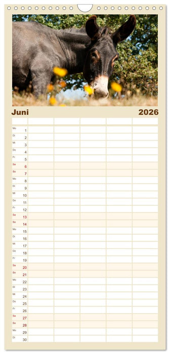 Esel - Sixtus Loreley (CALVENDO Familienplaner 2026)