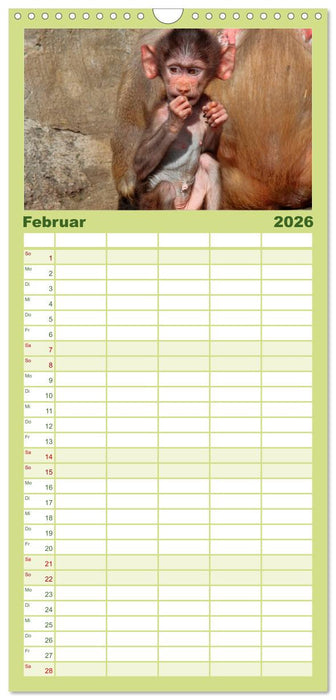Affen - Affenkinder (CALVENDO Familienplaner 2026)