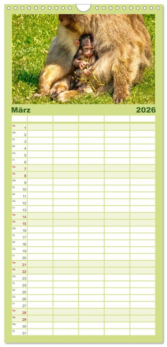 Affen - Affenkinder (CALVENDO Familienplaner 2026)