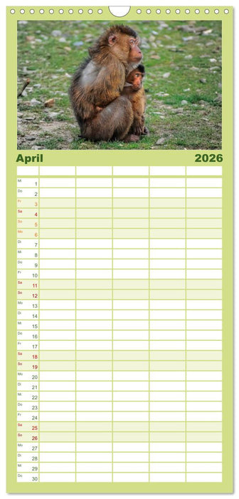 Affen - Affenkinder (CALVENDO Familienplaner 2026)