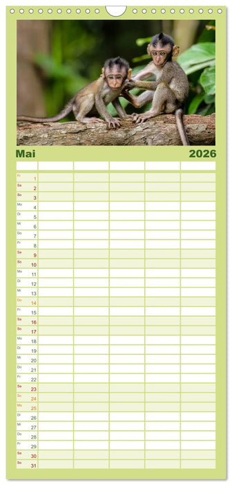 Affen - Affenkinder (CALVENDO Familienplaner 2026)