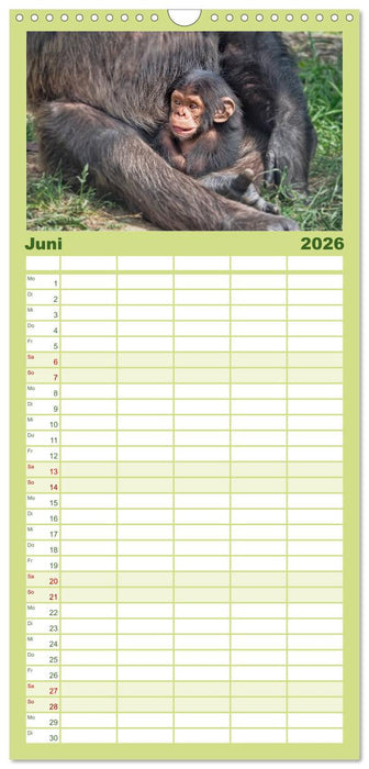 Affen - Affenkinder (CALVENDO Familienplaner 2026)