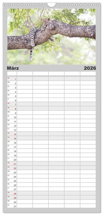 Raubkatzenkinder (CALVENDO Familienplaner 2026)