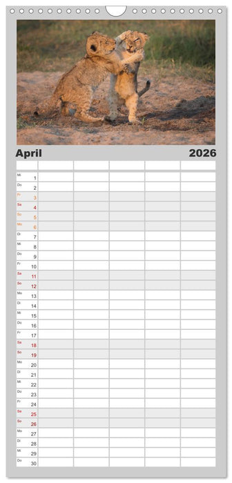 Raubkatzenkinder (CALVENDO Familienplaner 2026)