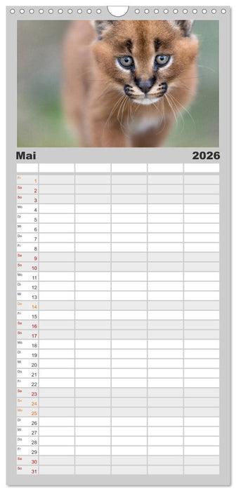Raubkatzenkinder (CALVENDO Familienplaner 2026)