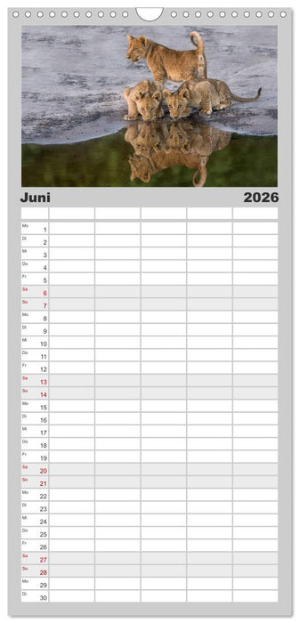 Raubkatzenkinder (CALVENDO Familienplaner 2026)