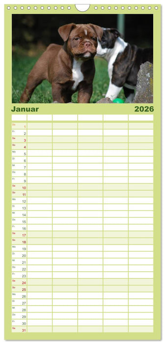 Bulldoggen-Kinder (CALVENDO Familienplaner 2026)