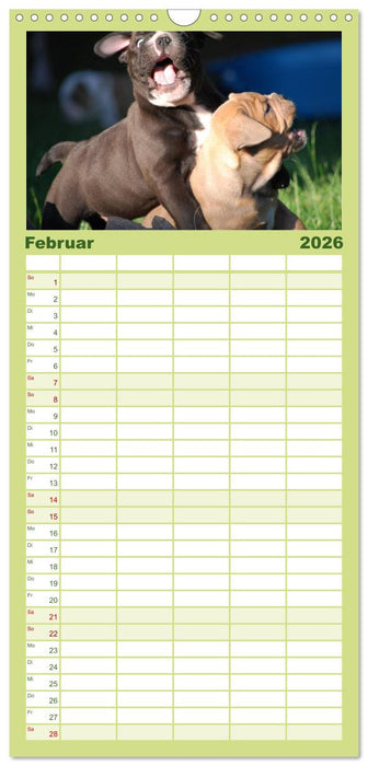Bulldoggen-Kinder (CALVENDO Familienplaner 2026)