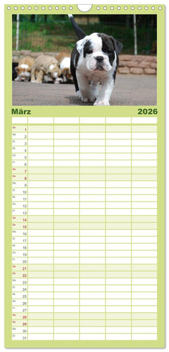 Bulldoggen-Kinder (CALVENDO Familienplaner 2026)
