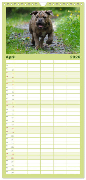 Bulldoggen-Kinder (CALVENDO Familienplaner 2026)