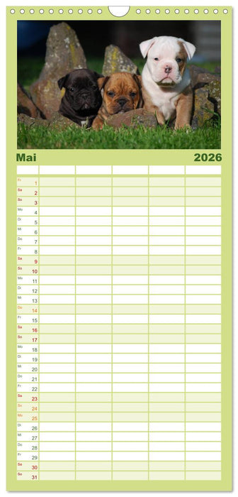 Bulldoggen-Kinder (CALVENDO Familienplaner 2026)